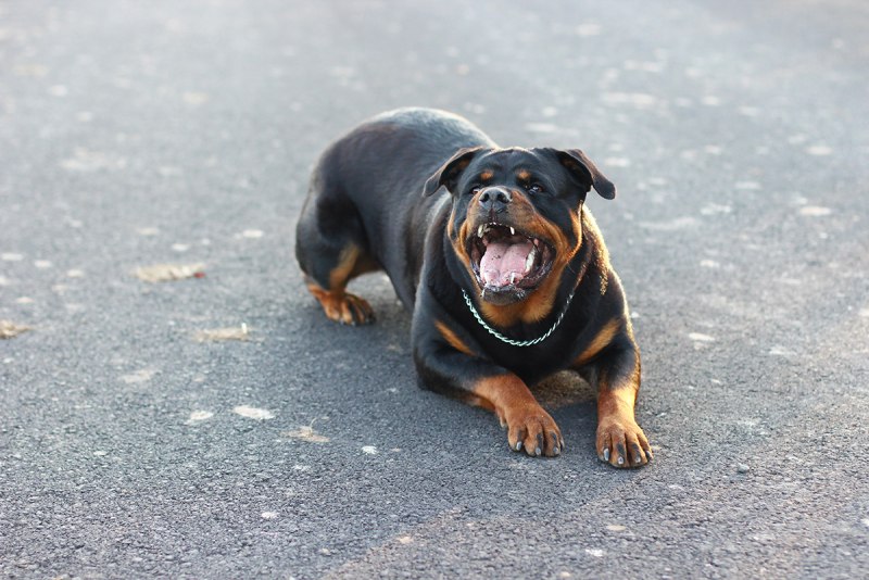 Rottweiler Barking