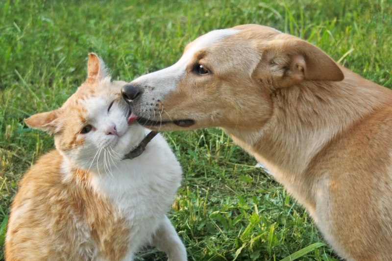 Кот между ног хозяйки