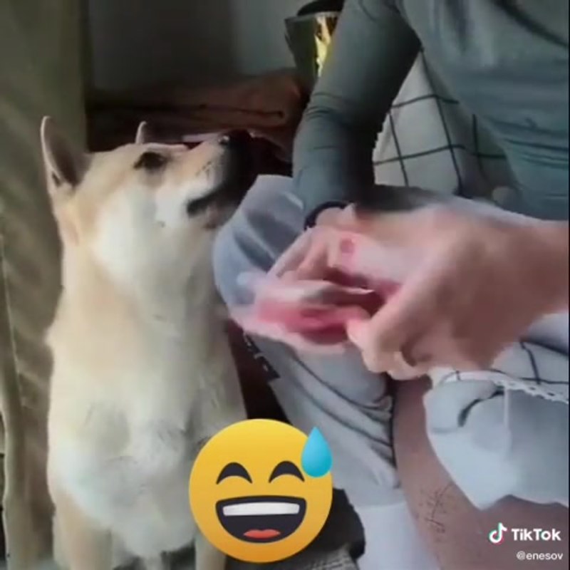 Собака лижет член мужику