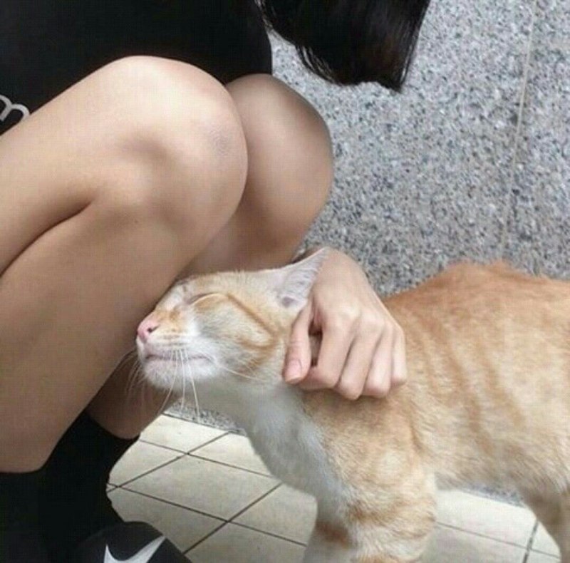Кошка и собака Облизываются