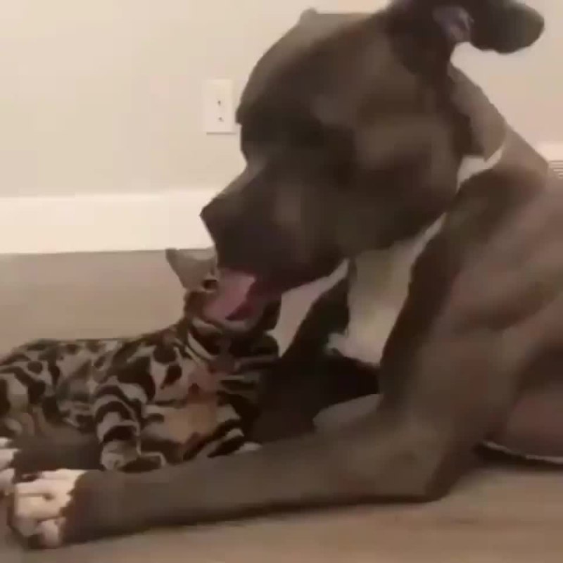 Собака отлизывает женщине