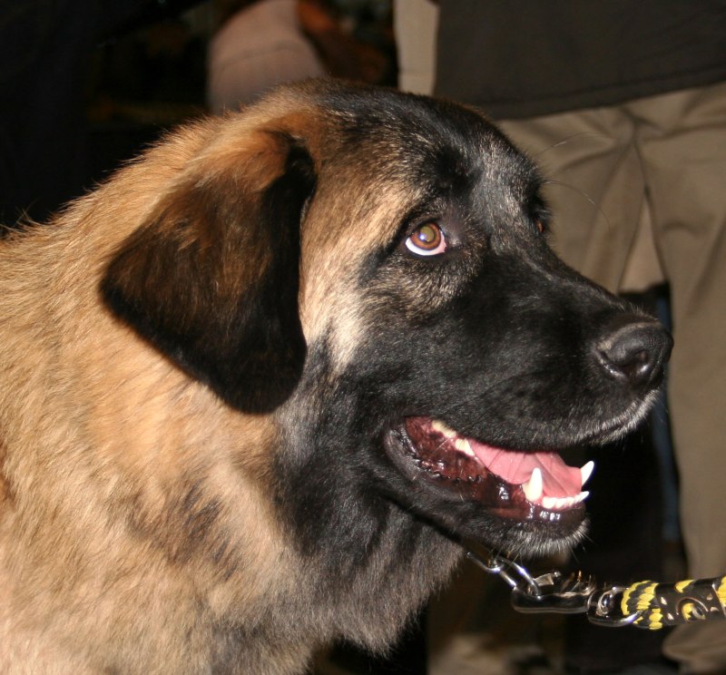 Эштрельская овчарка Estrela Mountain Dog