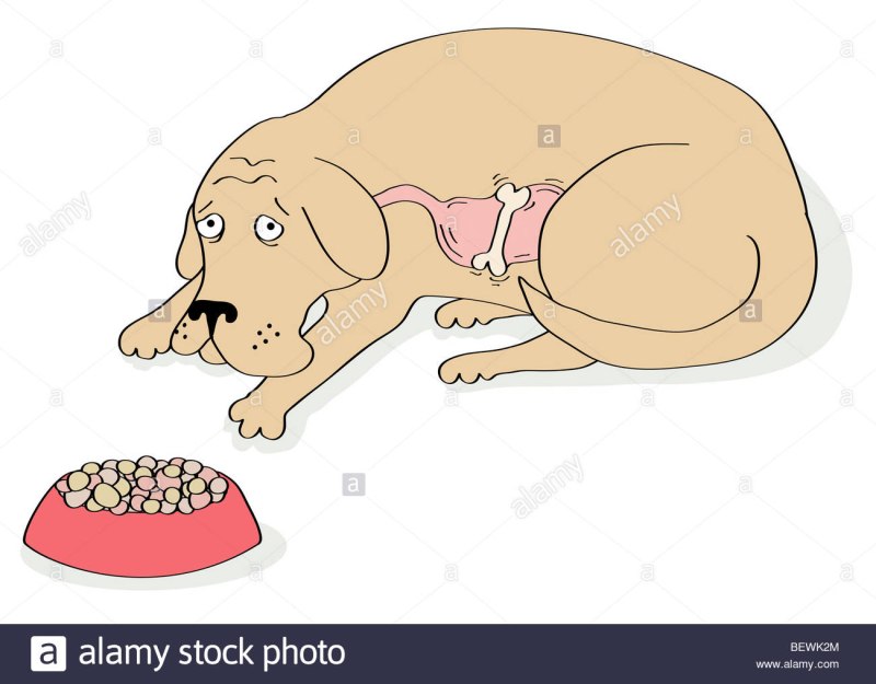 Печёночный шунт у собак что это