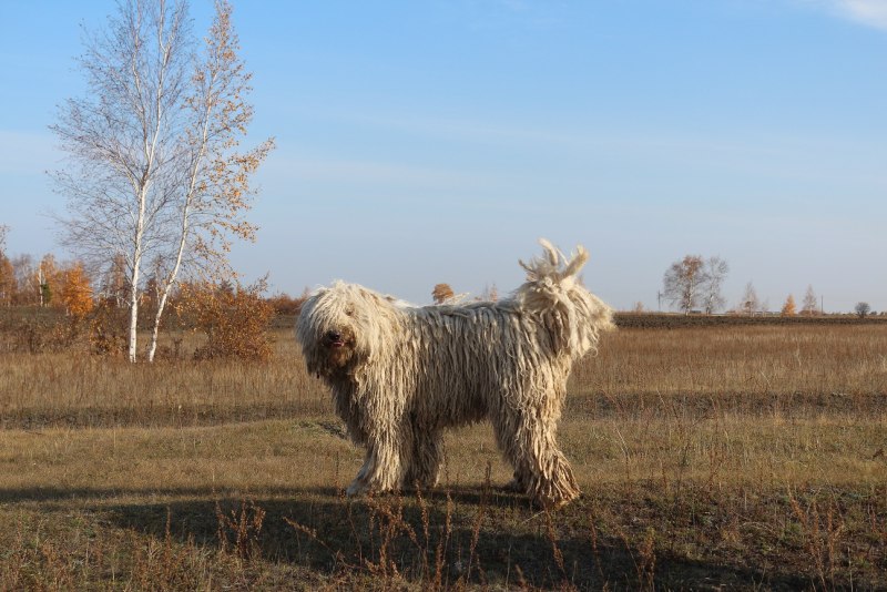Венгерская пастушья овчарка