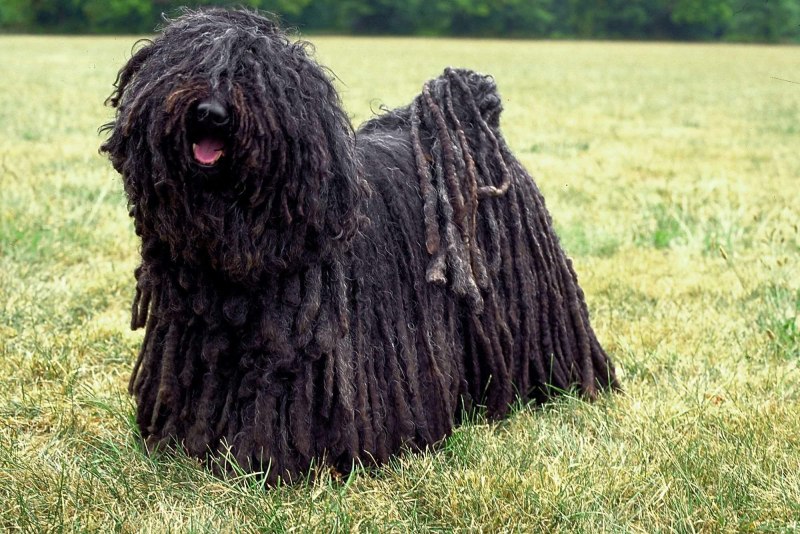 Komondor TL-18