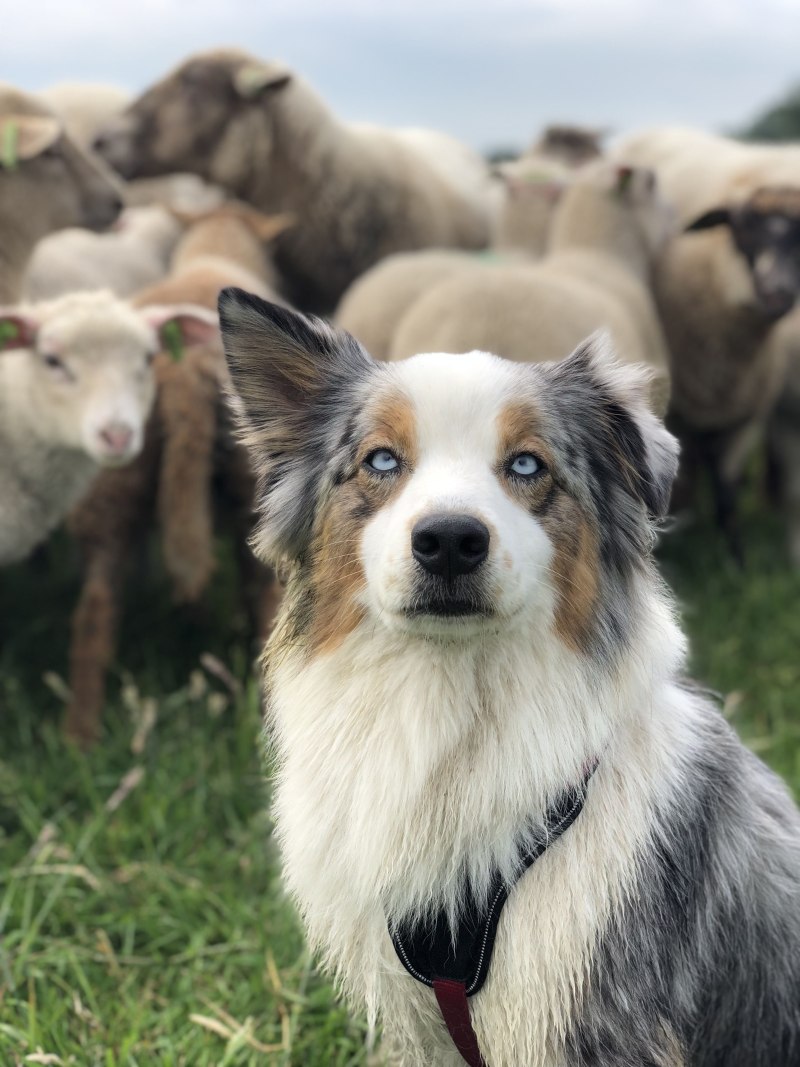 Лангедокская пастушья собака