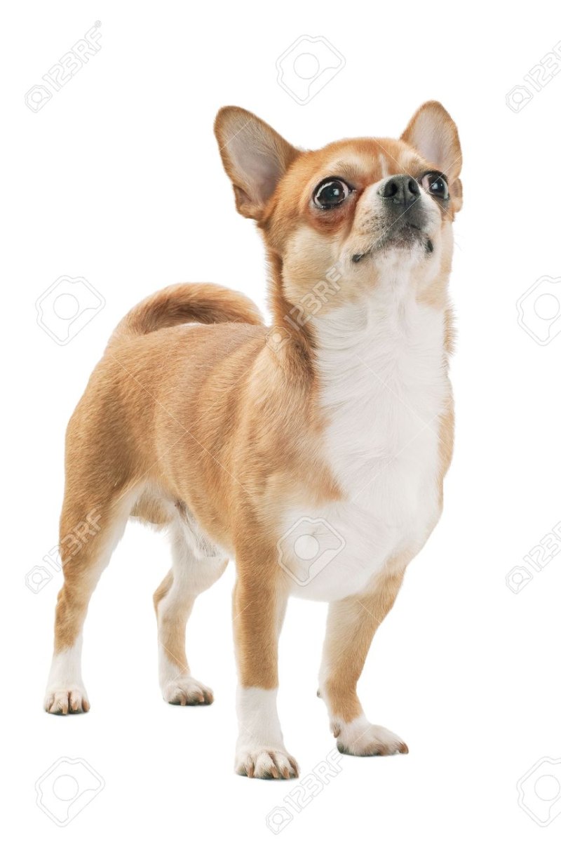 Чихуахуа Crufts