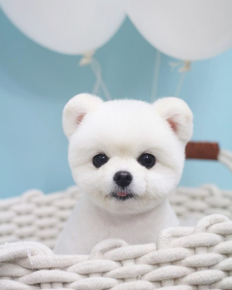 Померанский шпиц Boo