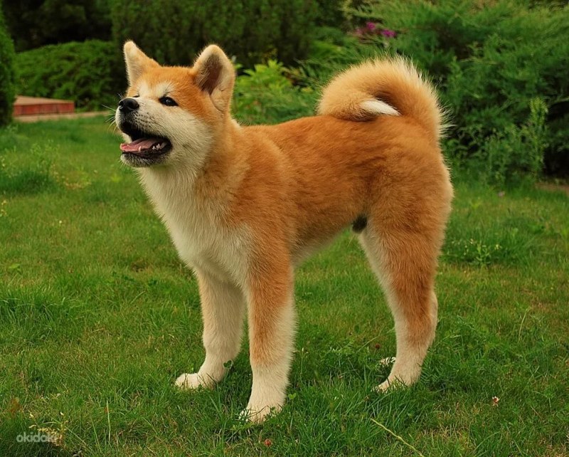 Померанский шпиц Boo