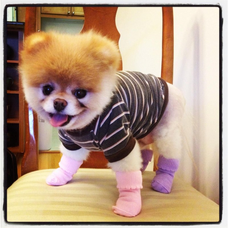 Померанский шпиц Boo