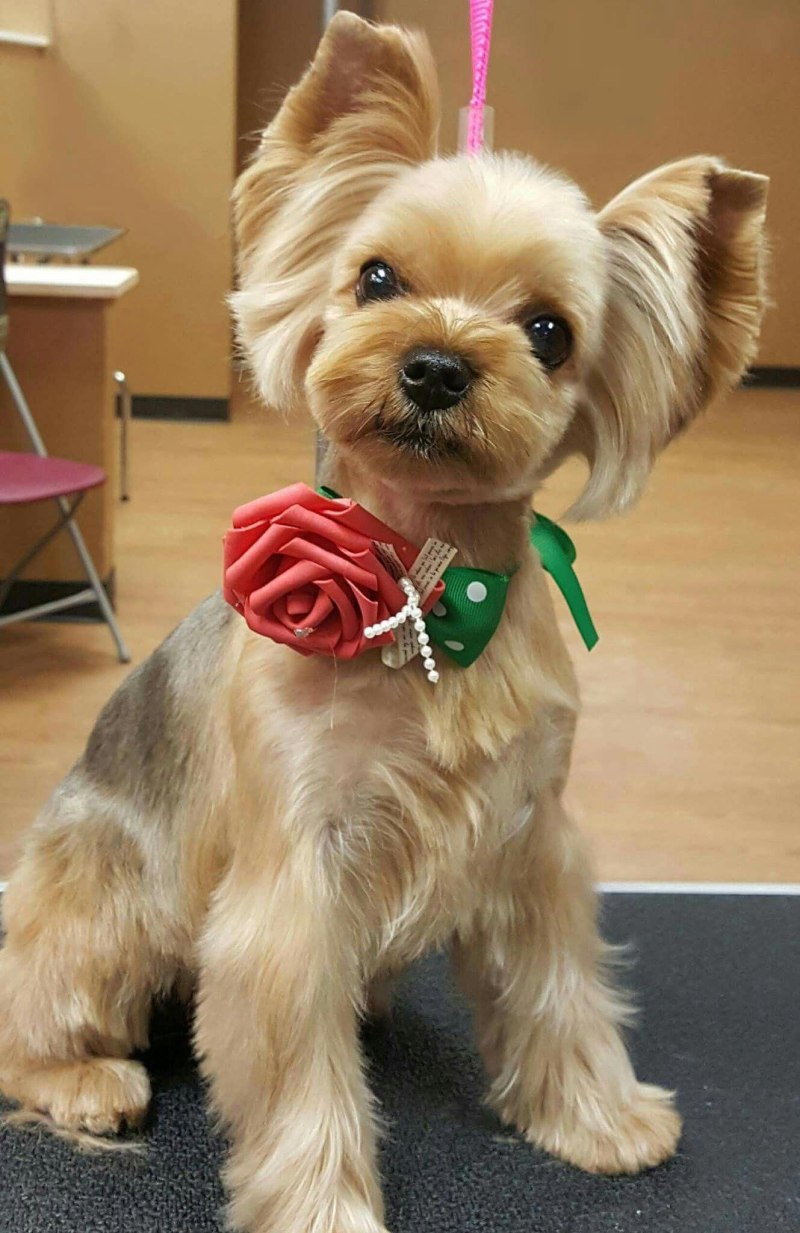 Стрижки Yorkshire Terrier