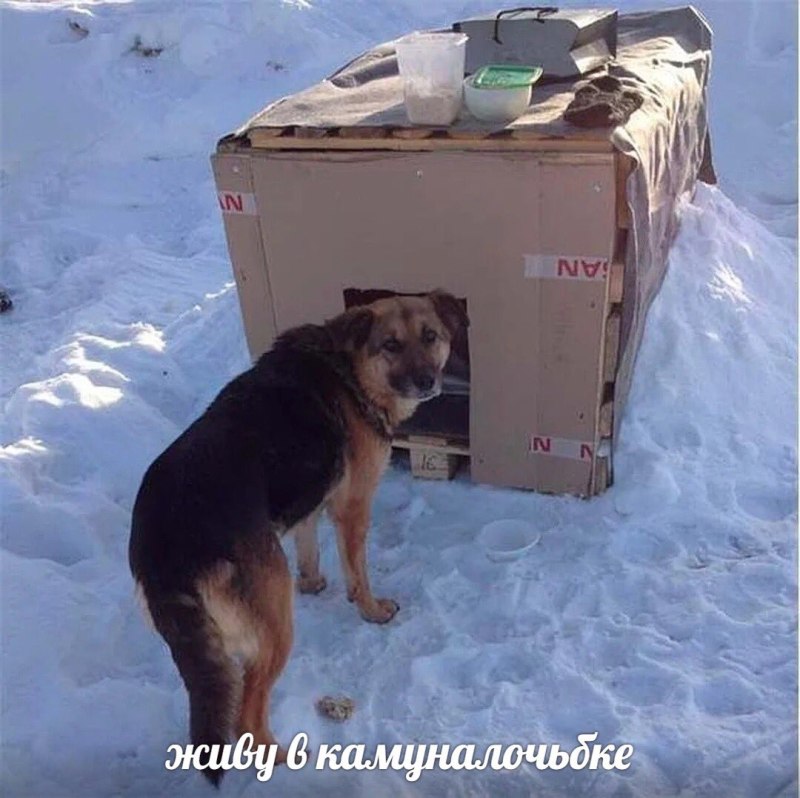 Собака в будке зимой
