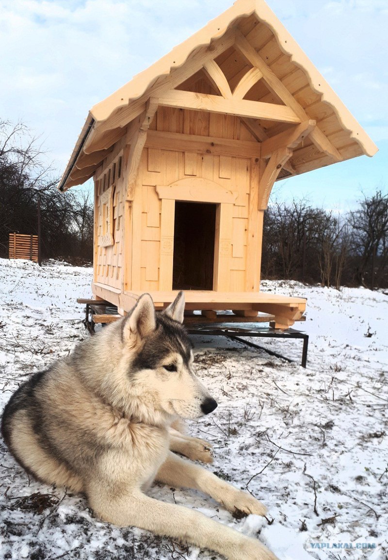 Конура зимой