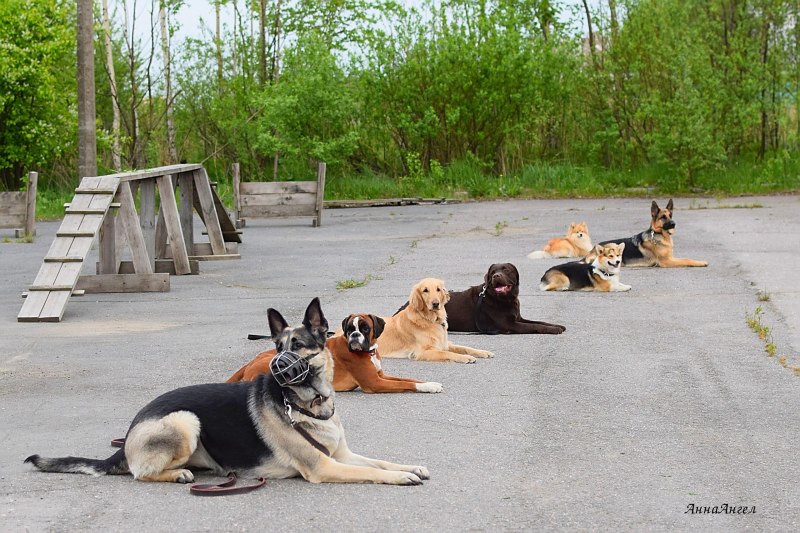ОКД для собак