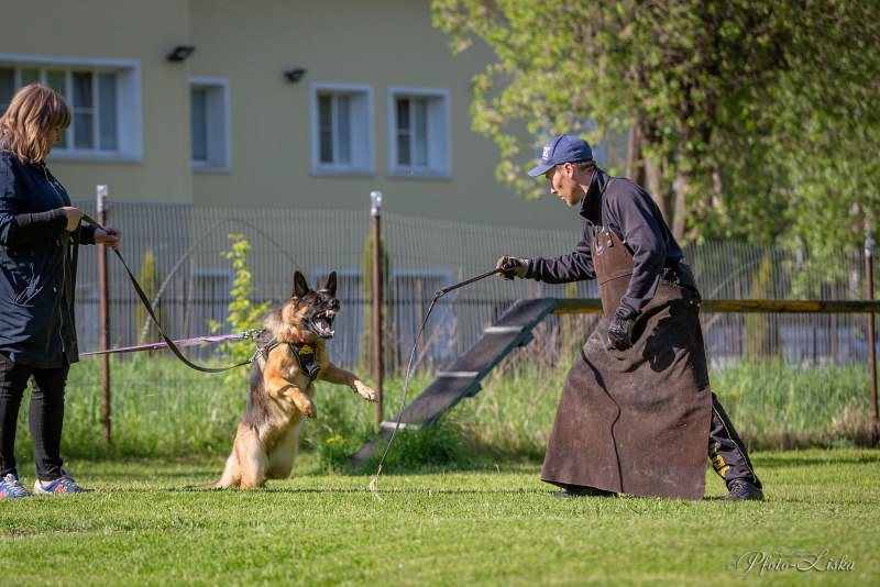 Дрессировщик собак