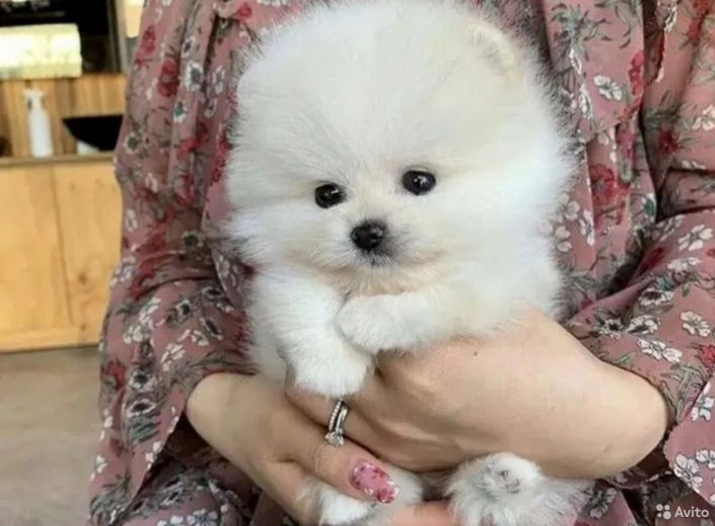 Померанский шпиц мини
