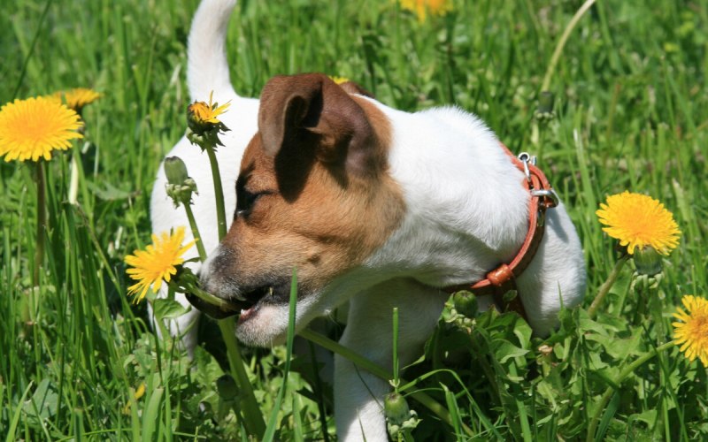 Le chien ассоциации