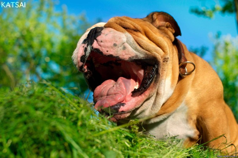 Dog grass