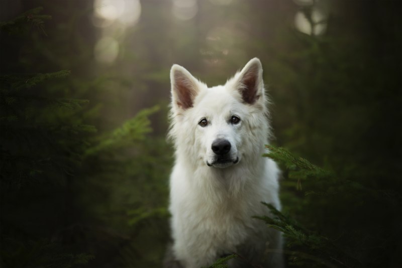 БШО И бордер колли