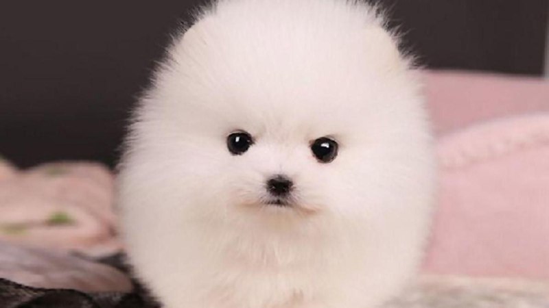 Померанский шпиц Teacup.