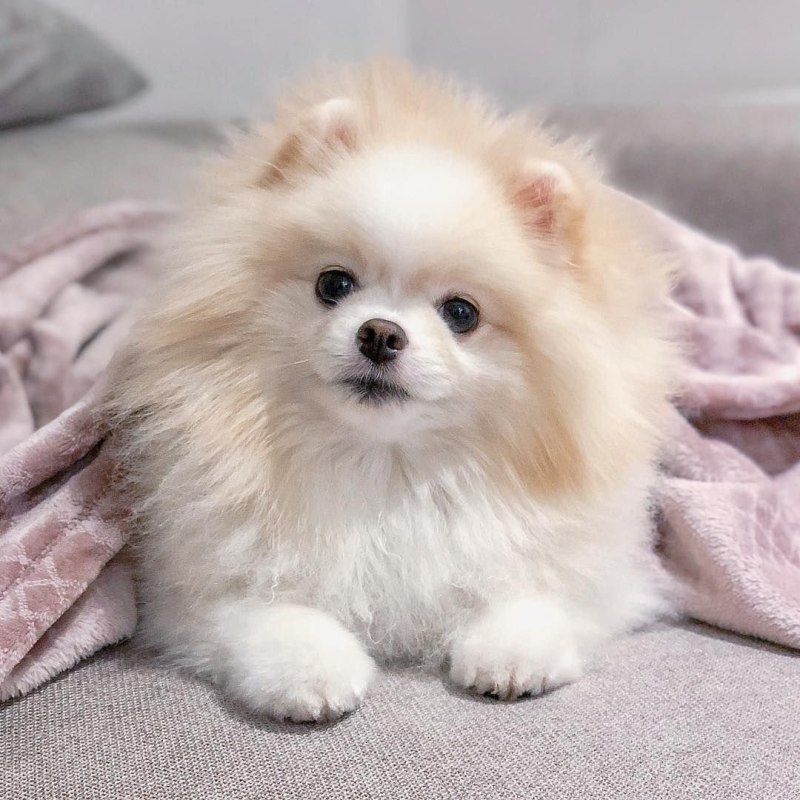 Померанский шпиц Boo
