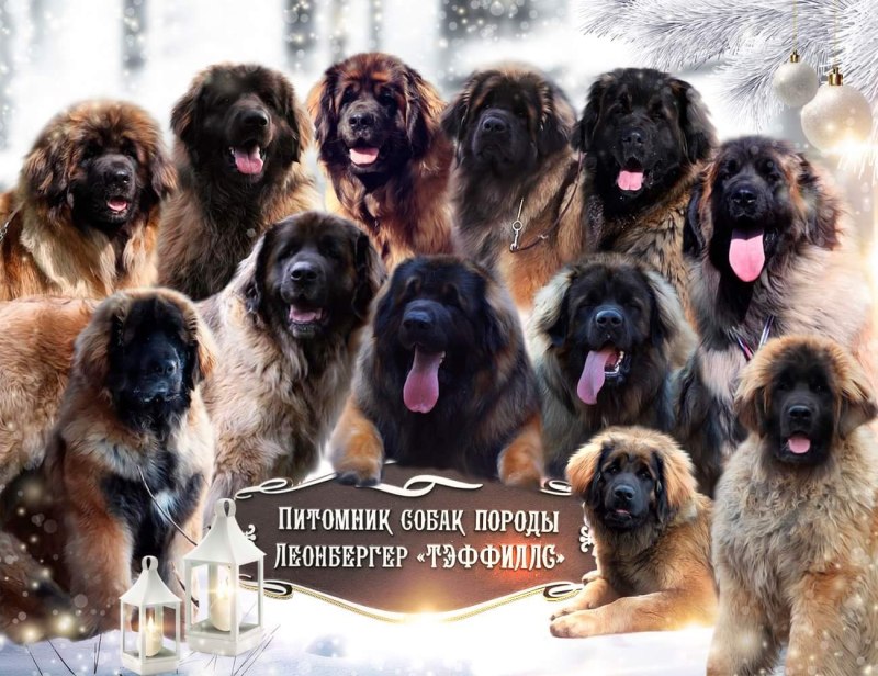 Планета собак Леонбергер