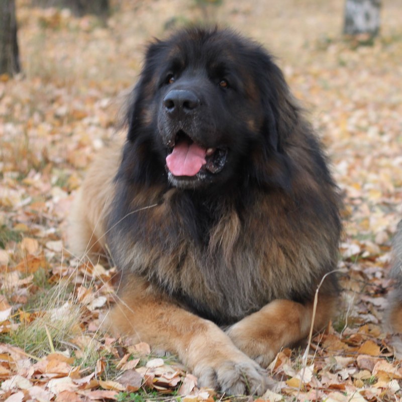 Леонбергер в ринге