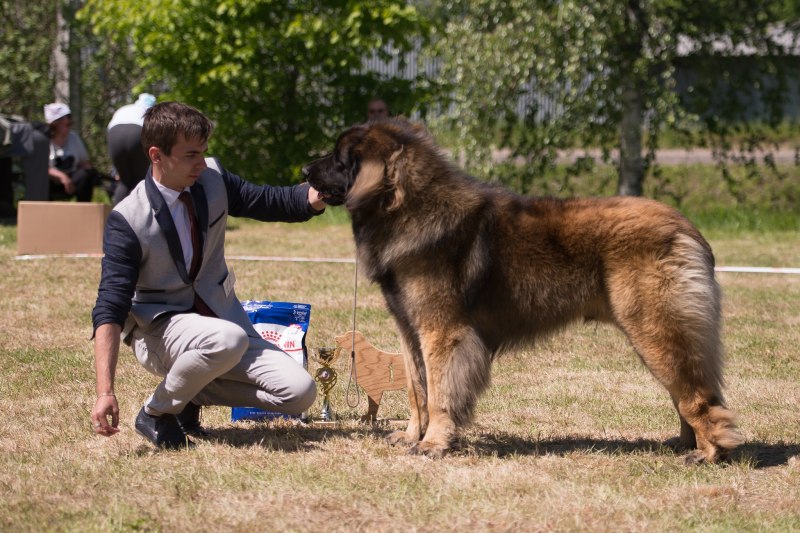 Подарки с выставки собак Crufts