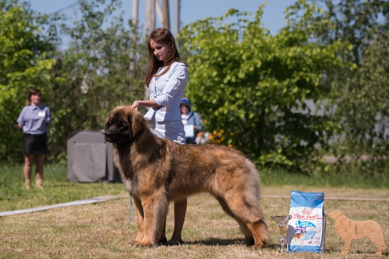 Элитные щенки