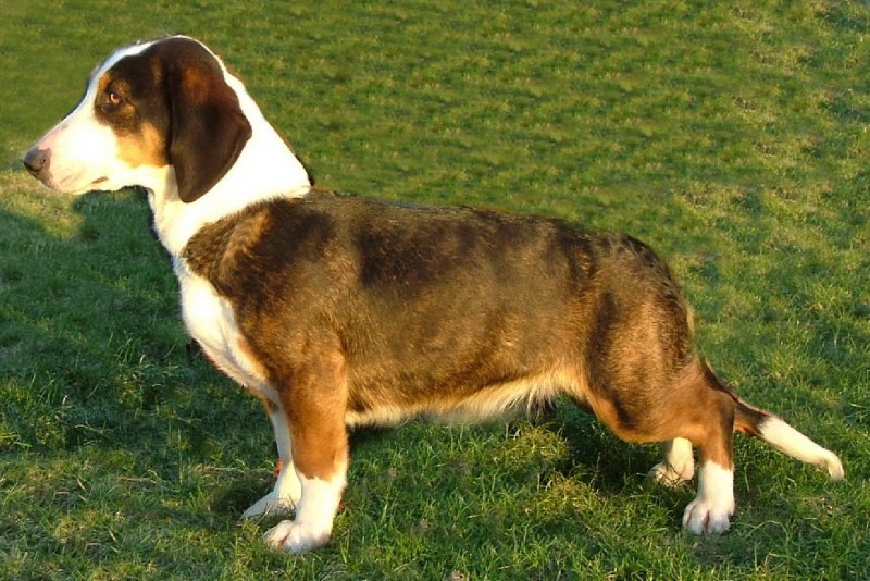 Альпийская таксообразная гончая (Альпийский таксообразный бракк)