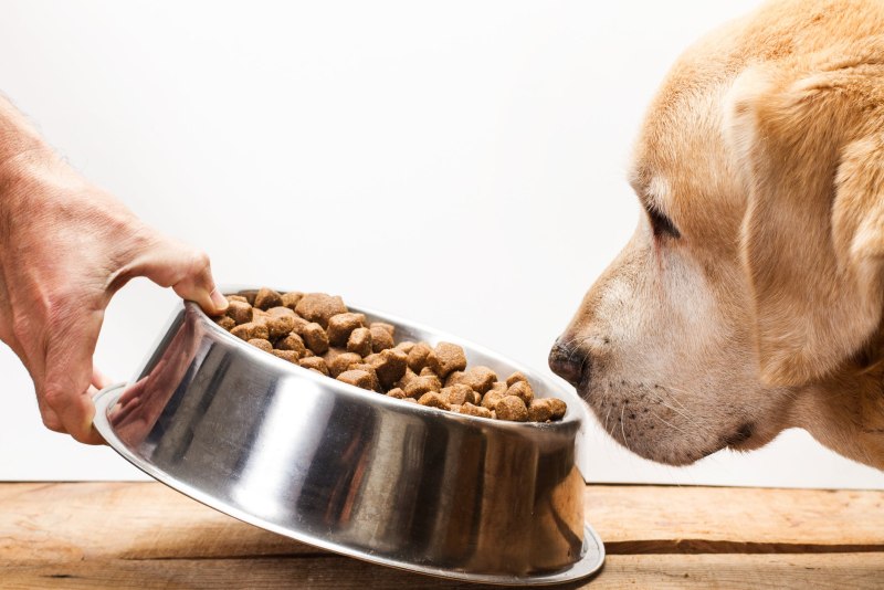 Petsafe Smart Feed Automatic Pet Feeder.