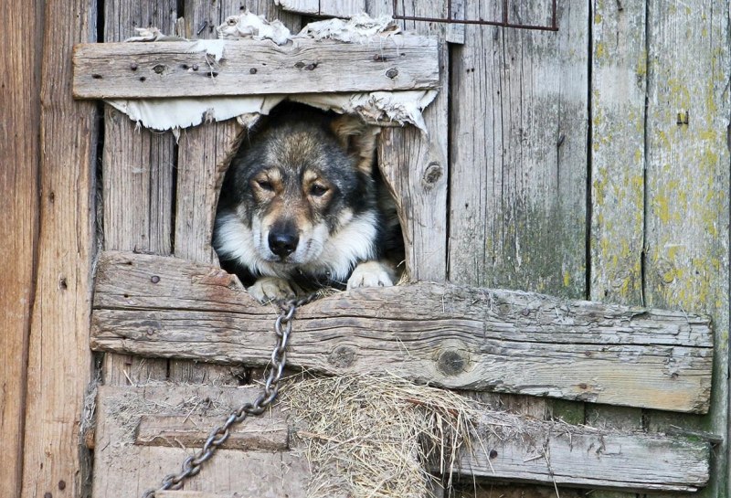 Собака в будке на цепи