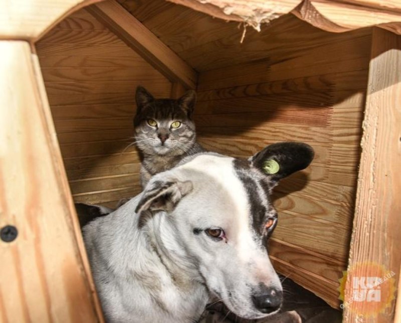 Будка для собаки и кота