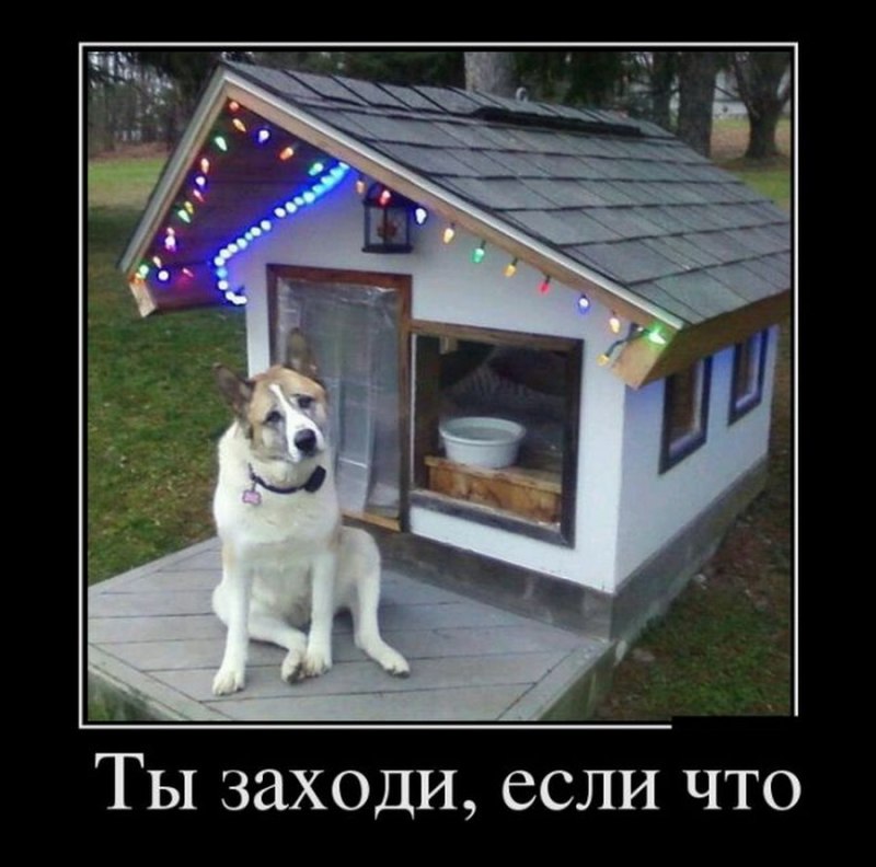Прикольная конура для собаки