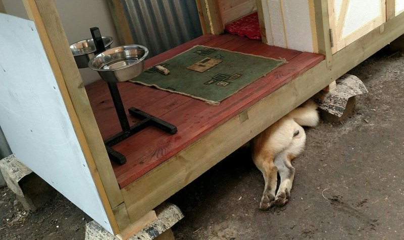 Будка для собаки прикол