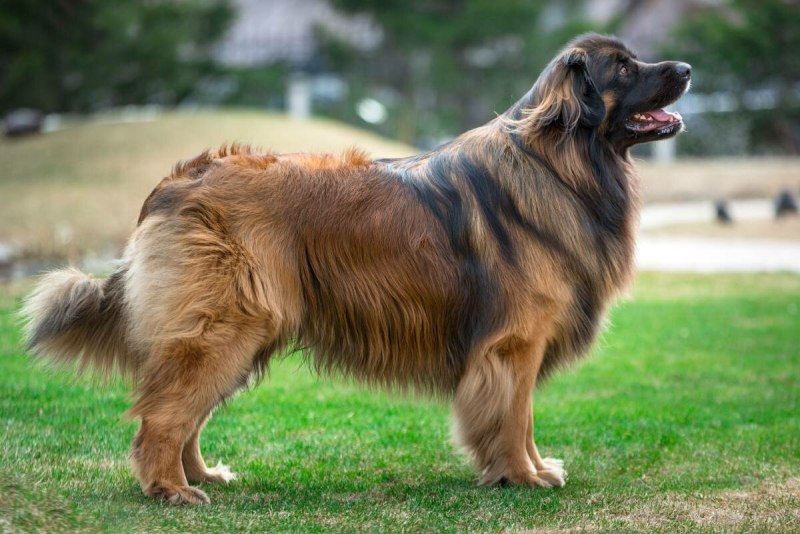 Лимбергер собака