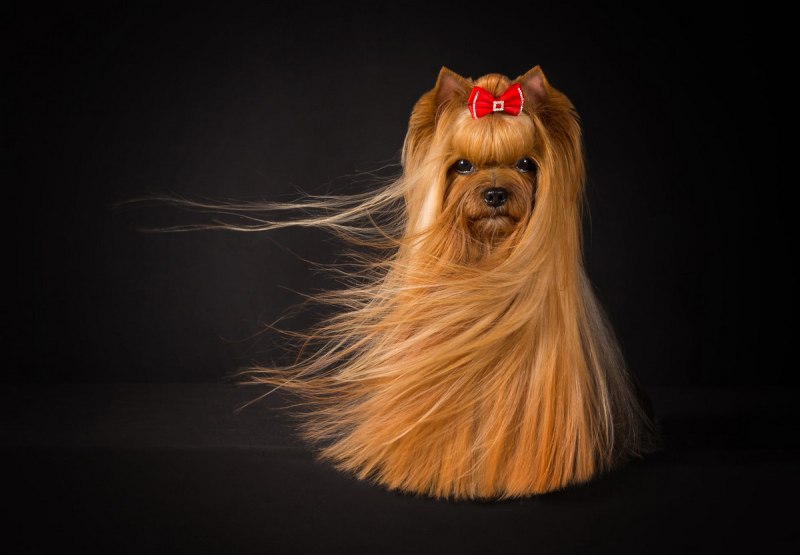 Йоркширский терьер фотографрр