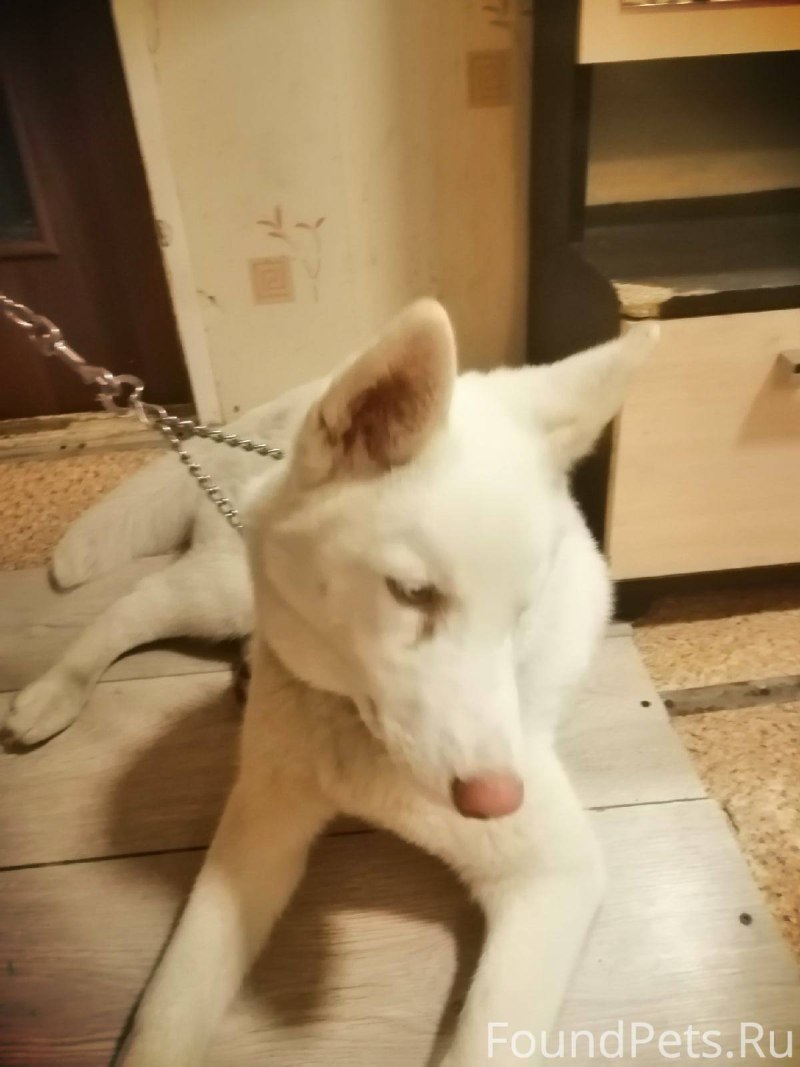 Имена для собак