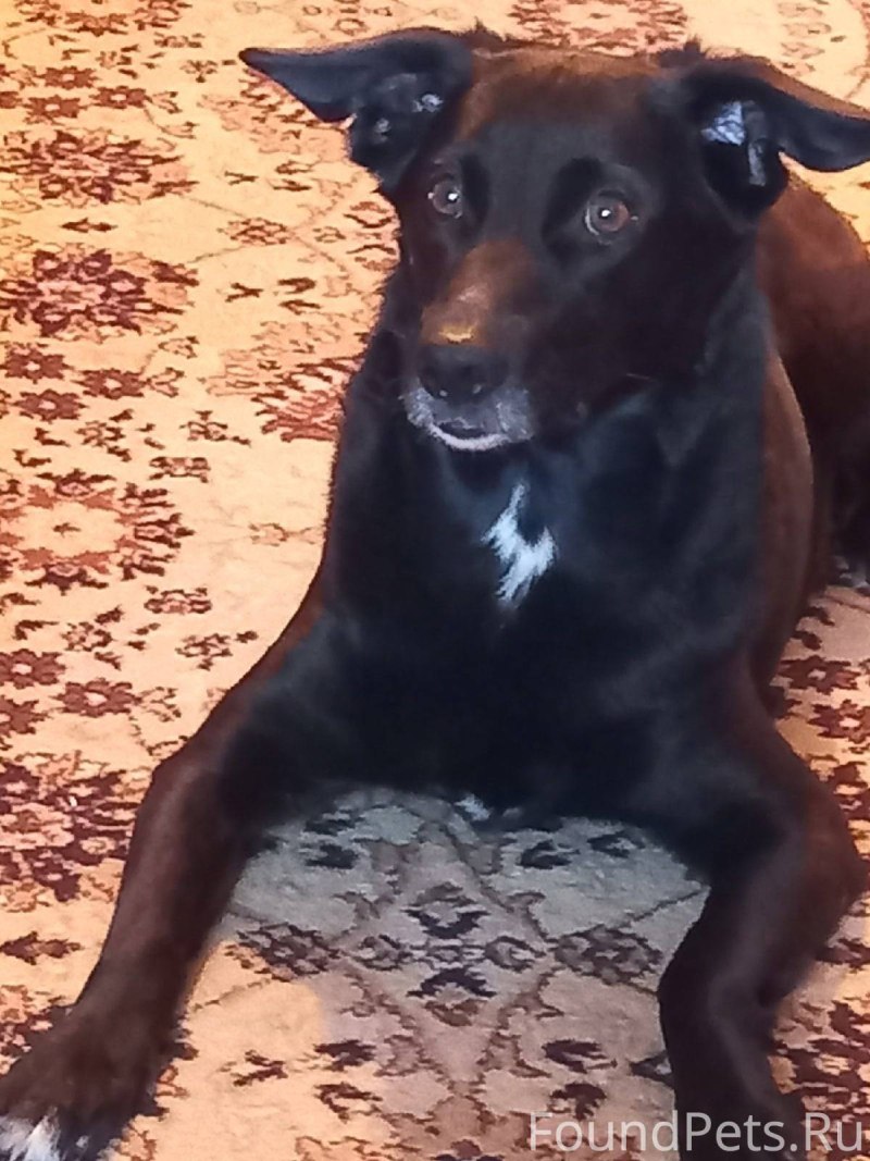 Собаки по именам