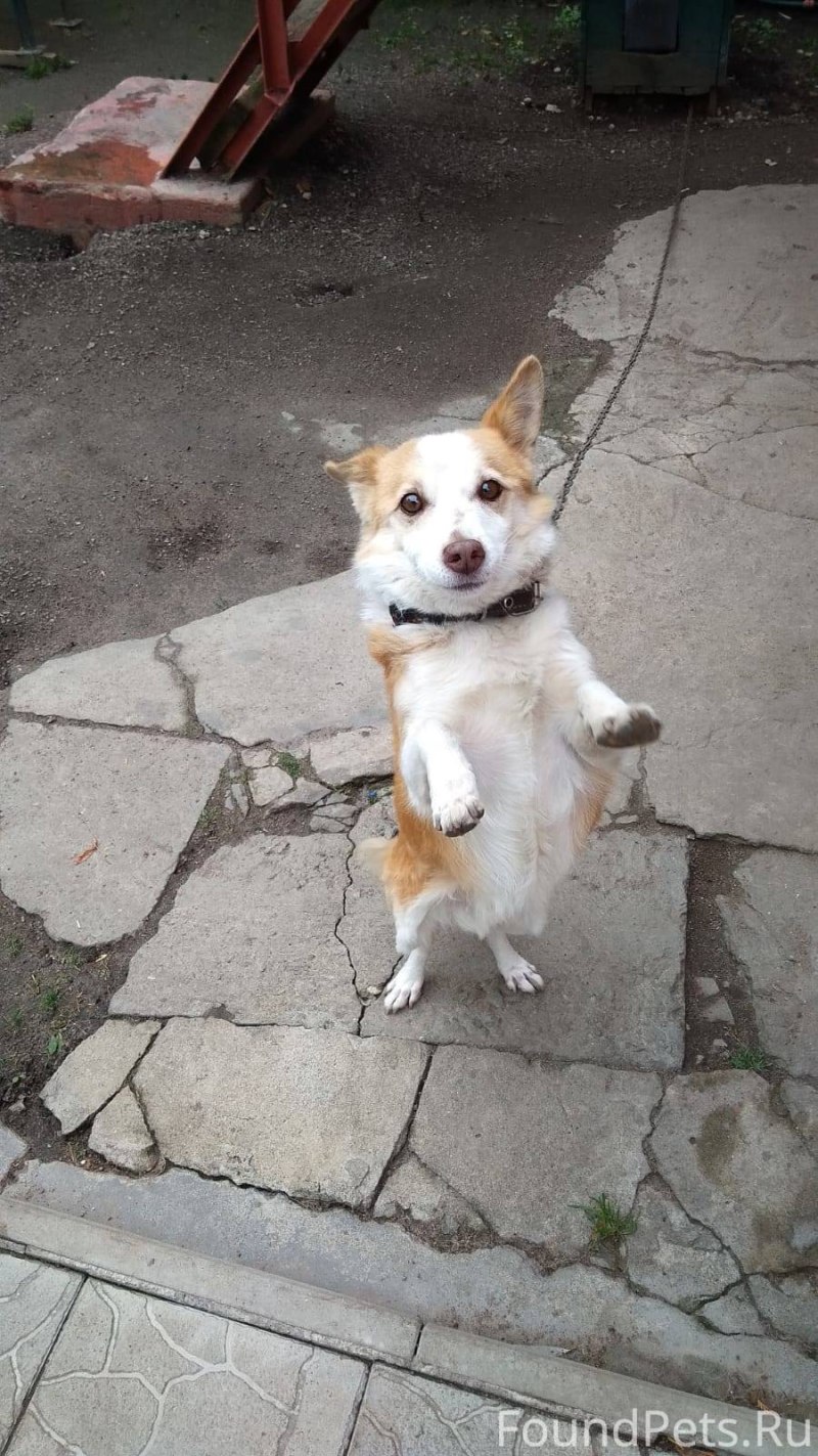 Имена для щенков