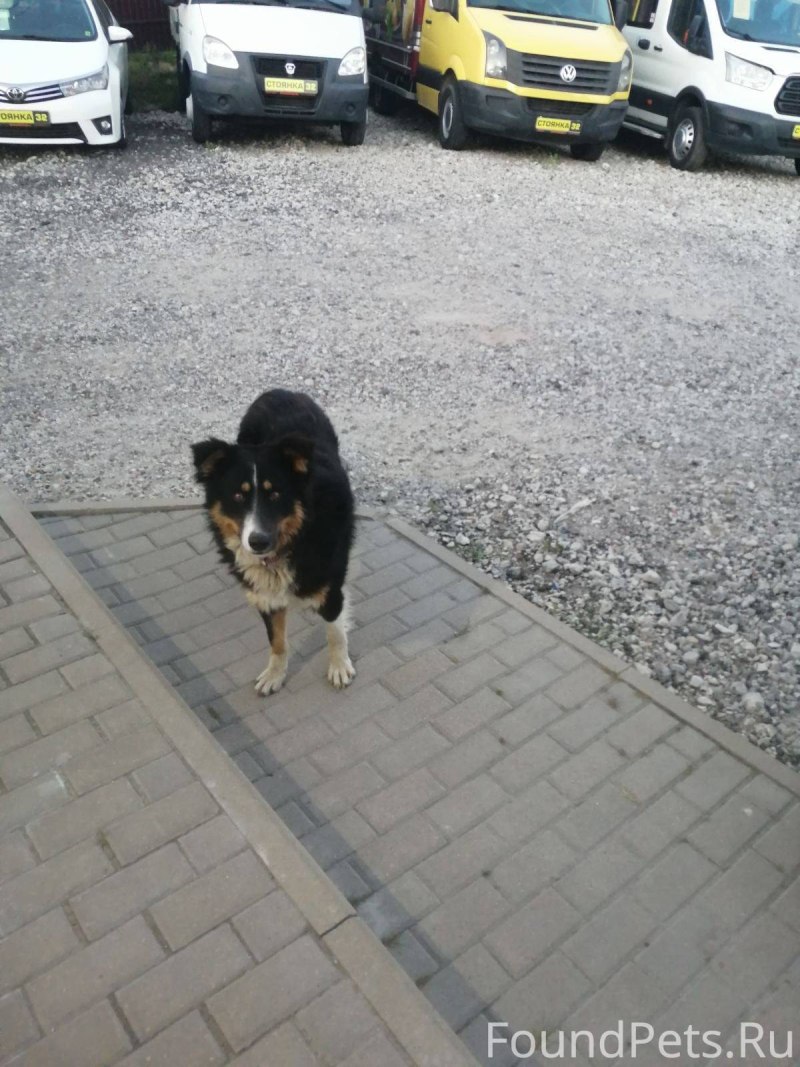 Бордер-колли по кличке Чейсер.