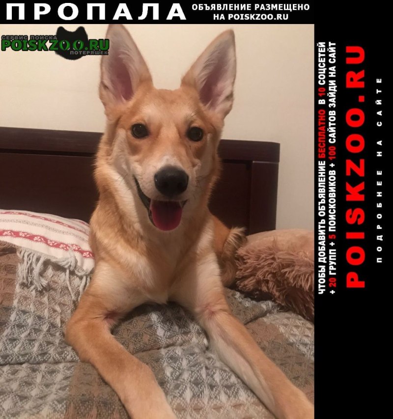 Немецкая овчарка страшная