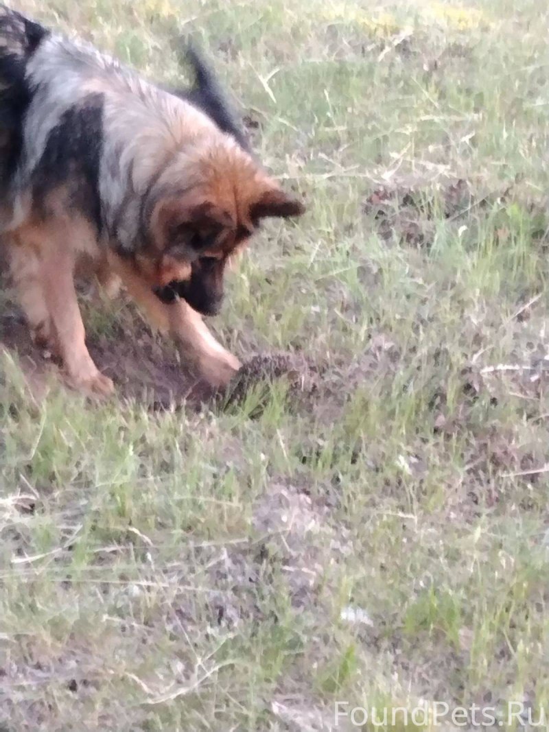 Имя для маленького щеночка