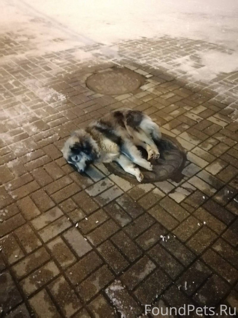 Овчарка щенок крутые