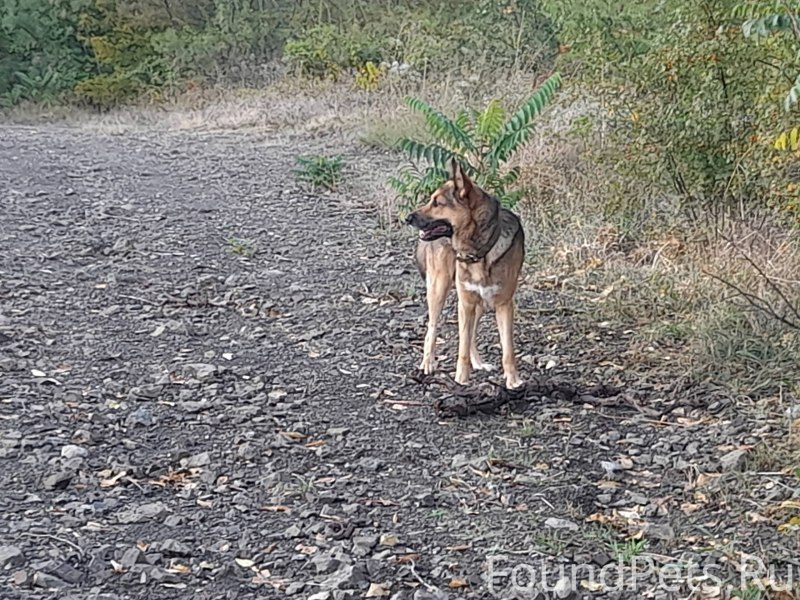Имена для собачек