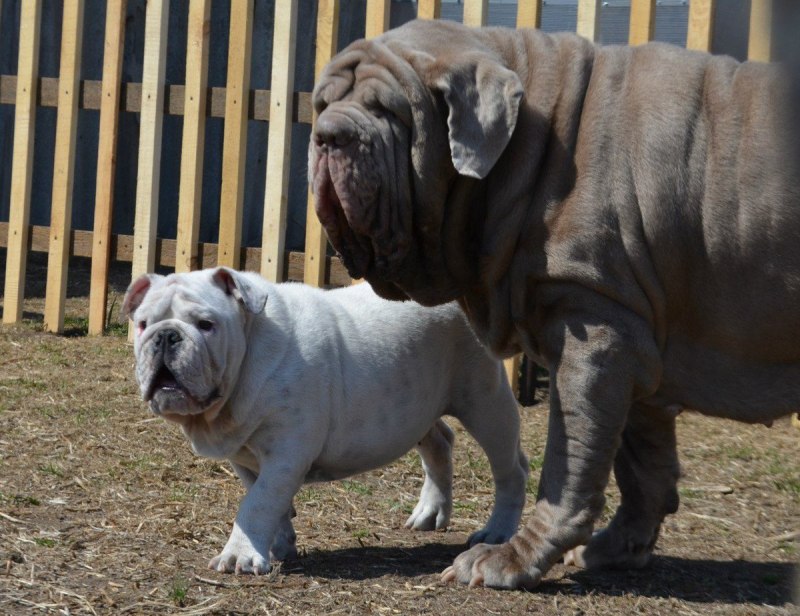 Mastiff Dog eps