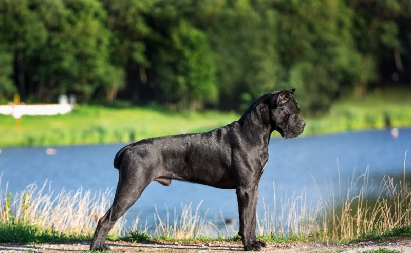 Cane Corso щенки