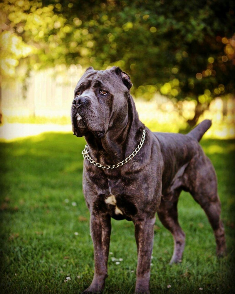 Кане Корсо (Cane Corso)