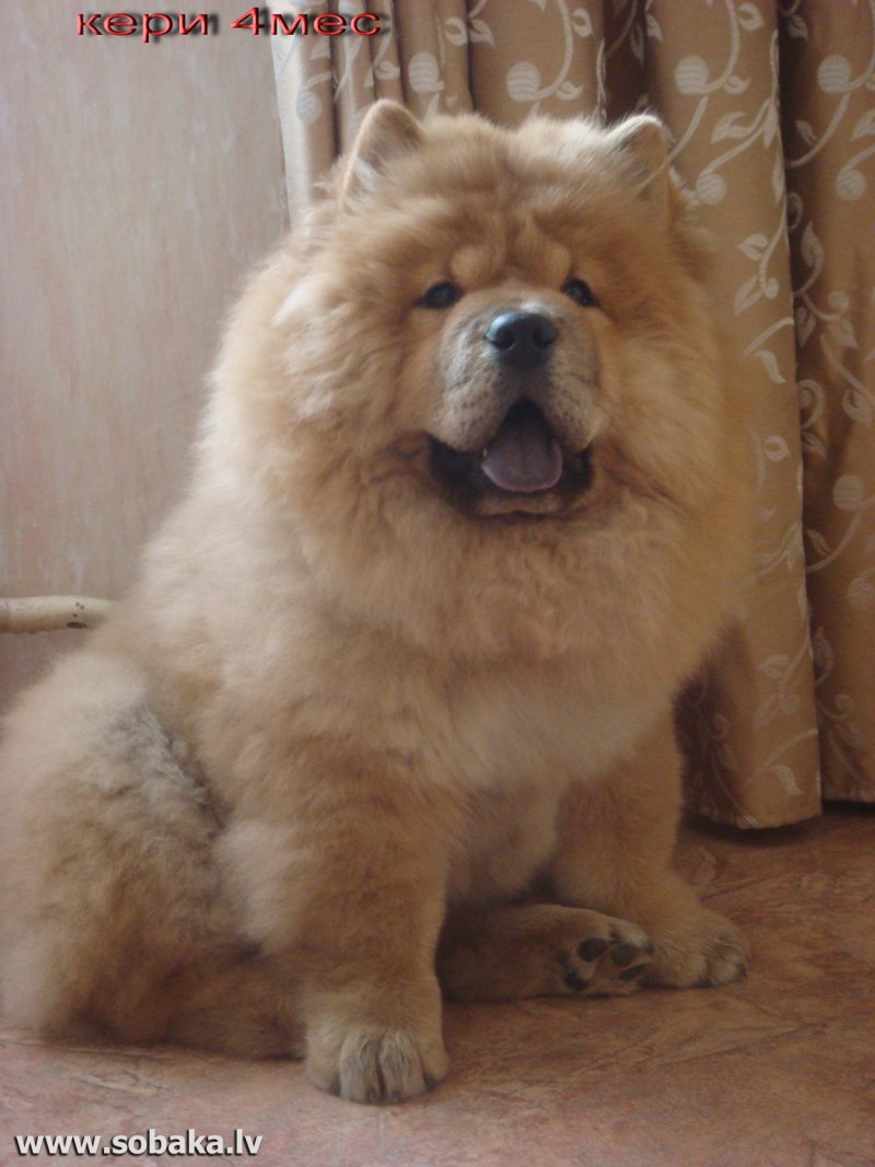 Чао Чао лысый