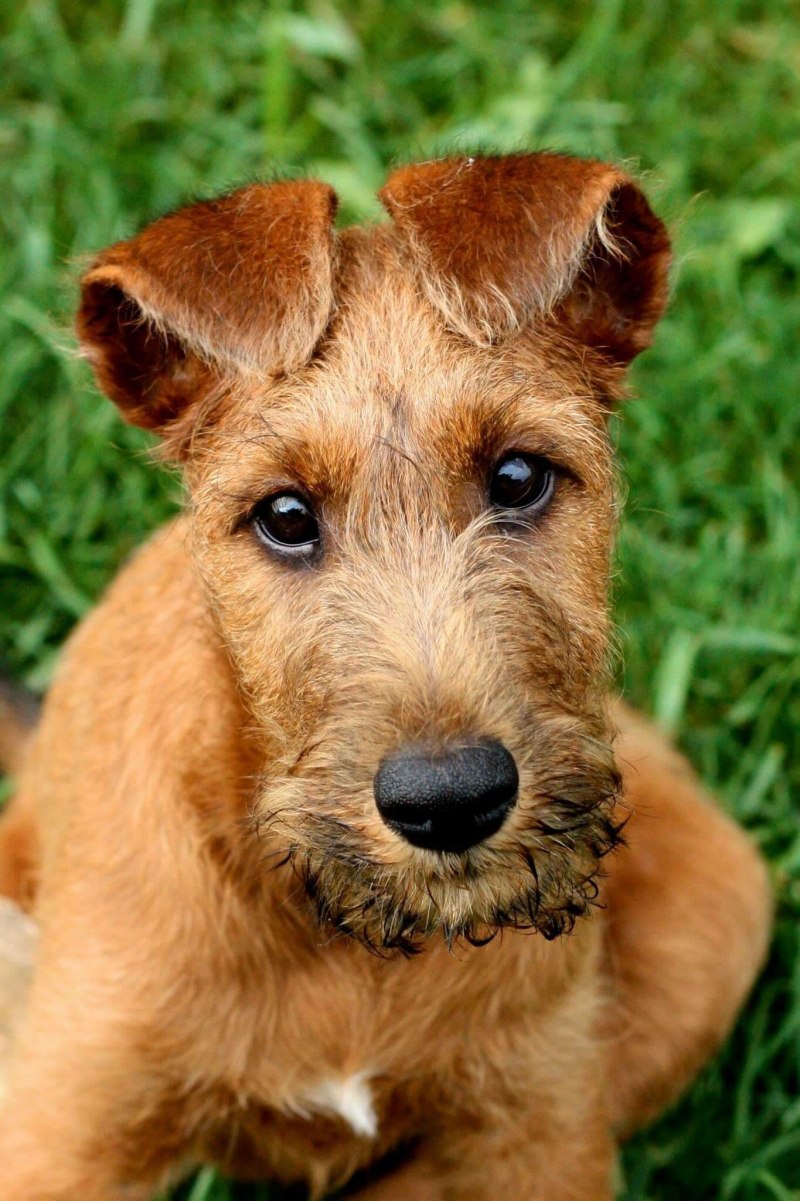 Ирландский терьер Irish Terrier